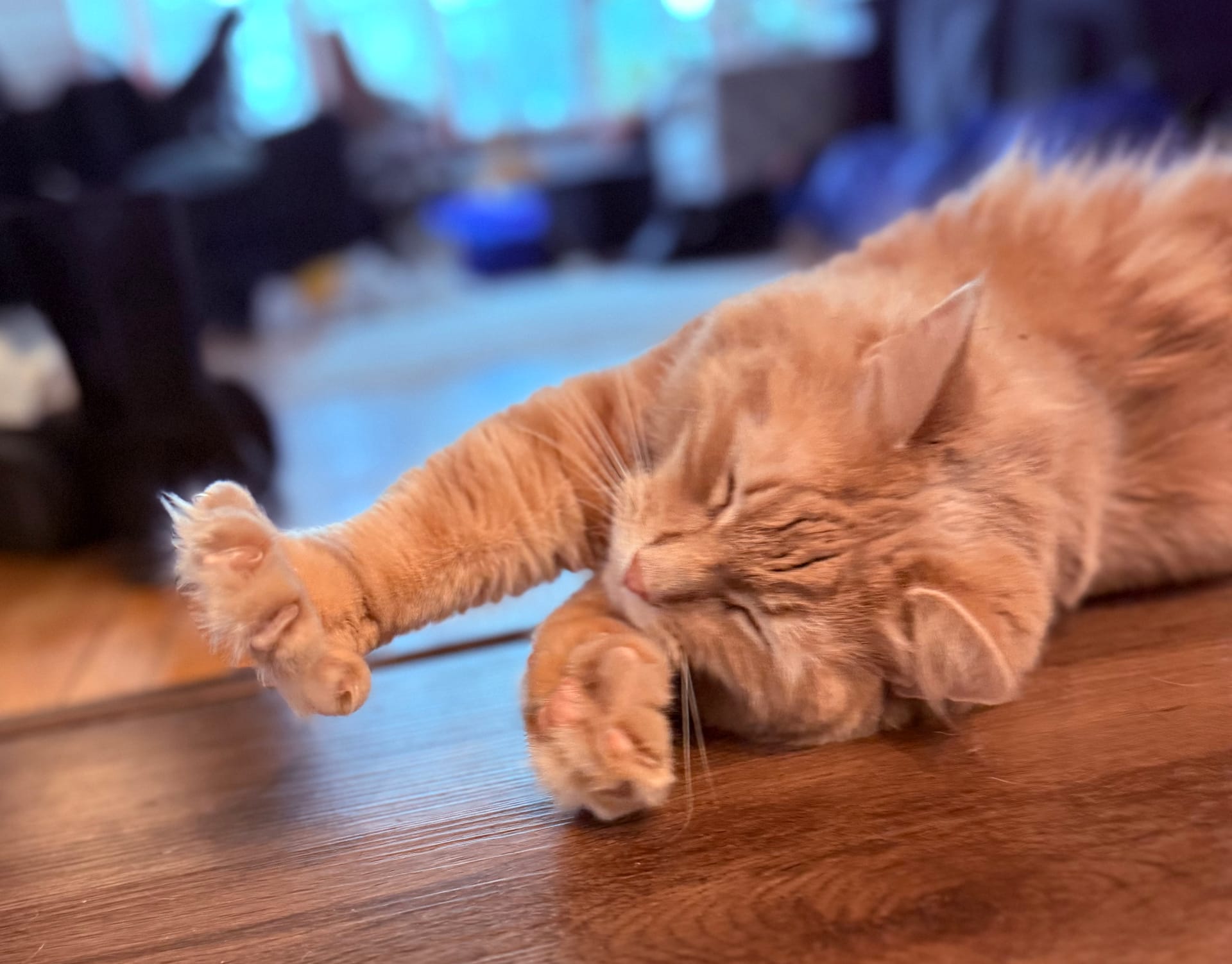 An orange cat name Moe stretching